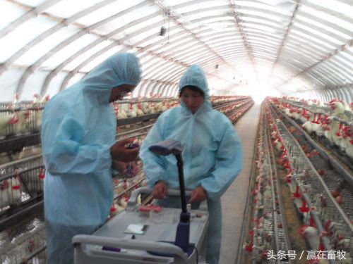 雏鸡白痢经典中药妙方,鸡白痢小偏方