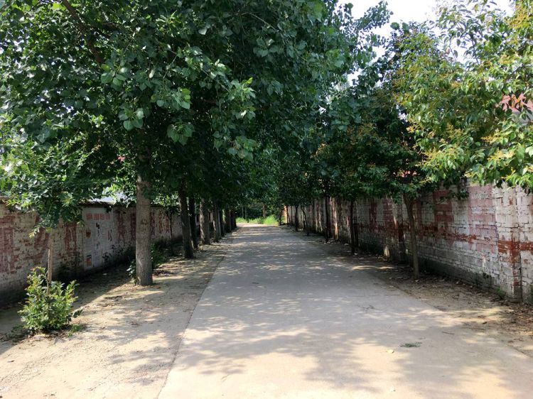 椹绘潙鏃ヨ鑷村姏鑴辫传鏀诲潥,鑴辫传鏀诲潥鏃ヨ