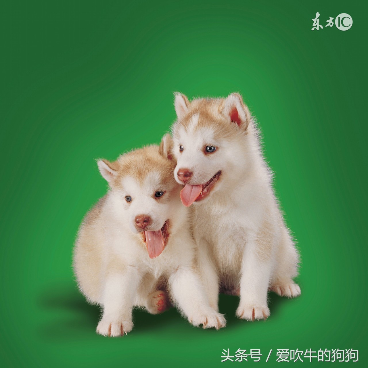 狗先天性隐睾症会影响生育吗,狗隐睾生育的可能性有多大