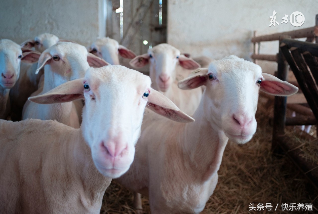 养羊难产的秘诀,养羊怀孕管理方法