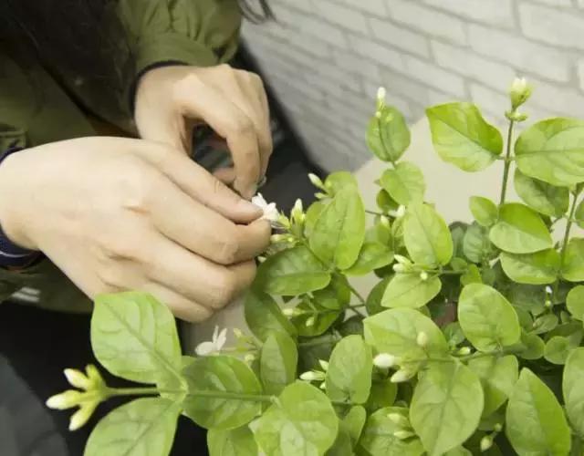 能驱虫的花,什么花养在家里可以净化空气