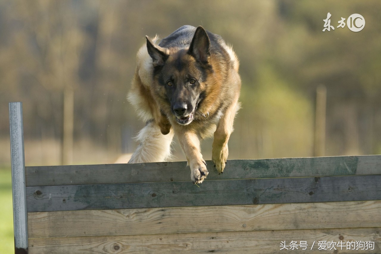 如何教牧羊犬定点大小便,怎么还能让牧羊犬不随便大小便