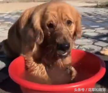 金毛实在太调皮了怎么办,金毛玩泥巴