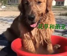 金毛实在太调皮了怎么办,金毛玩泥巴