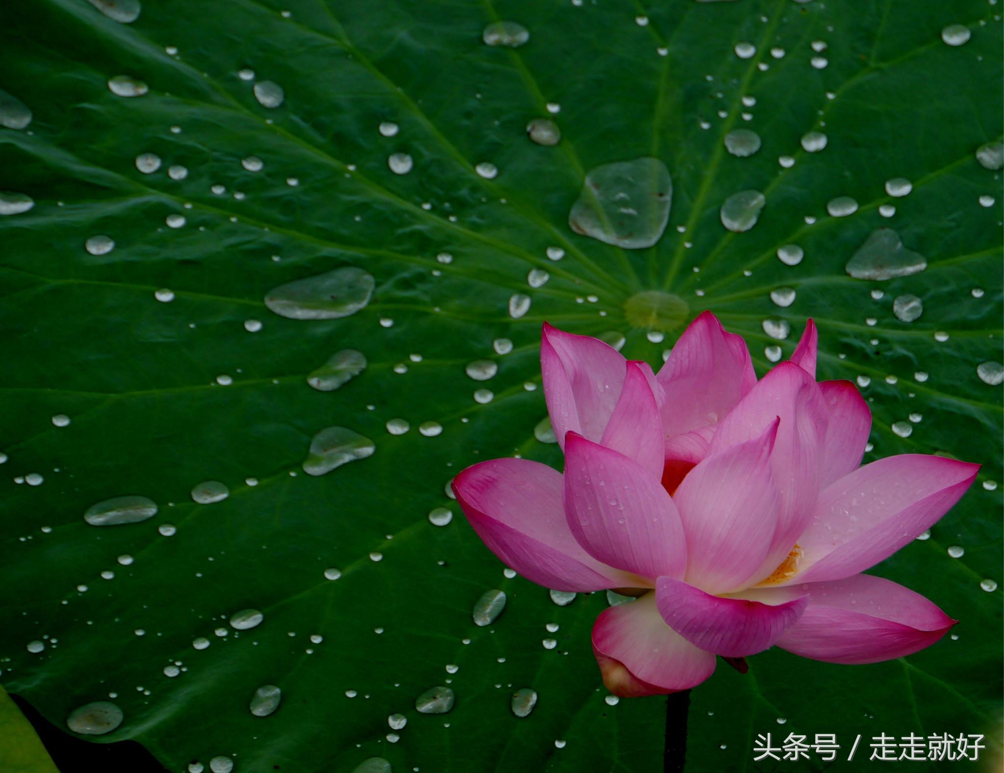 雄安新区白洋淀今日最新消息,雄安白洋淀近况