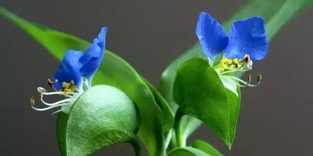鸭跖草花的图片,紫鸭跖草花图片