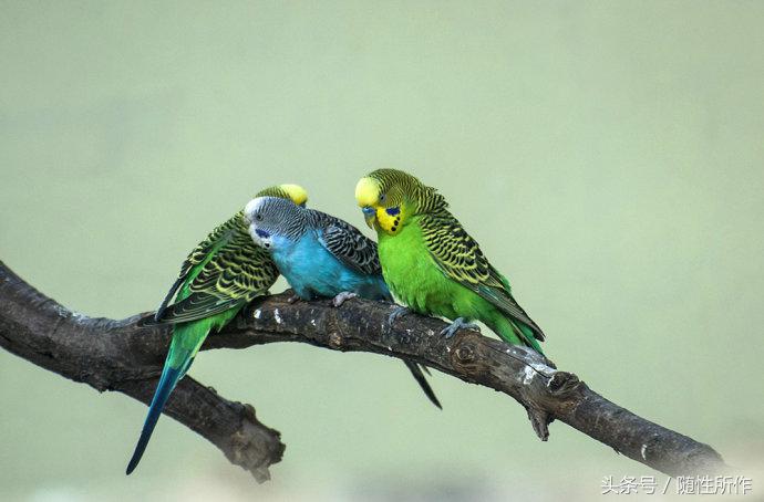 养鸟清洁方法,宠物日常护理的七大步骤