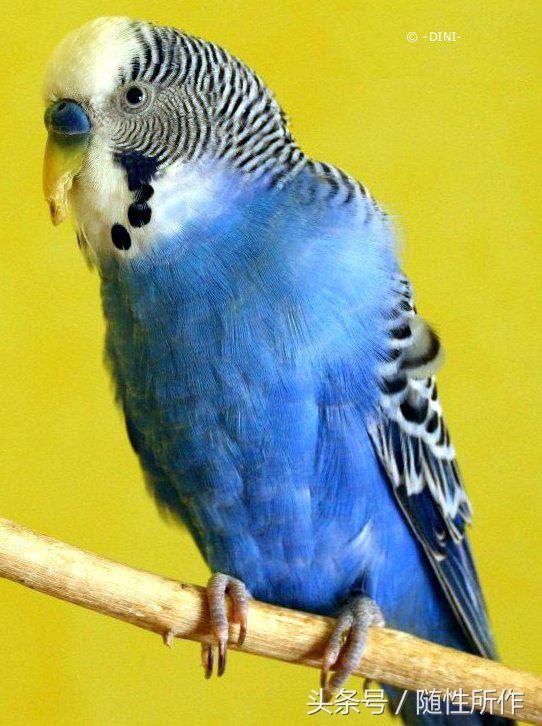 虎皮鹦鹉得肝病的症状,虎皮鹦鹉皮肤疾病怎么治疗