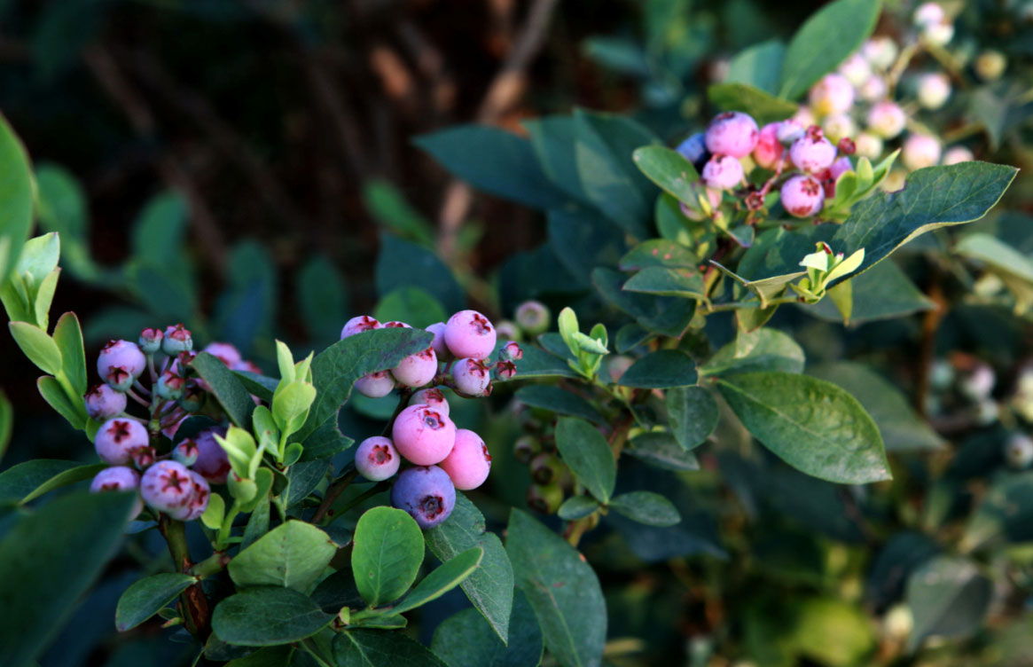 蓝莓有草味是不是坏了,蓝莓有核的是假的吗
