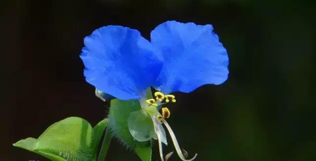 鸭跖草花的图片,紫鸭跖草花图片