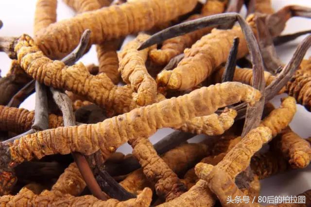 冬虫夏草凭什么这么贵？小编为你解读虫草的故事
