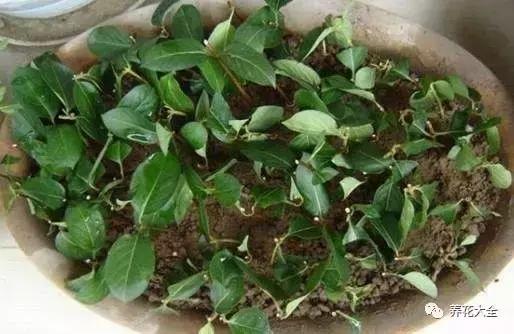 能驱虫的花,什么花养在家里可以净化空气
