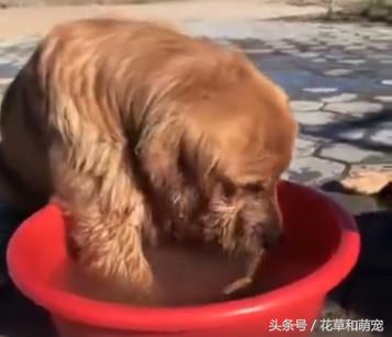 金毛实在太调皮了怎么办,金毛玩泥巴