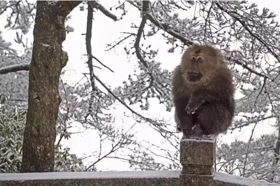 黄山自由行史上黄山最全攻略,黄山自由行路线攻略最新一期