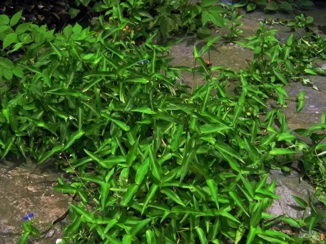 鸭跖草花的图片,紫鸭跖草花图片