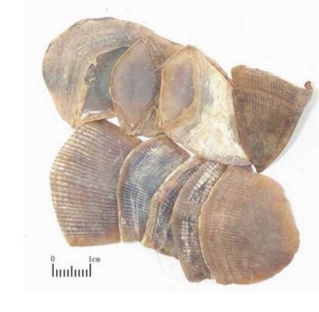 活血祛瘀药之王不留行——用药经验