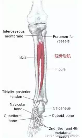跟腱炎的治疗最好的方法,跟腱炎做什么运动恢复视频
