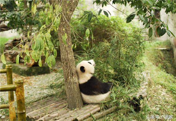 成都游玩攻略必去寺庙,成都游玩攻略住民宿