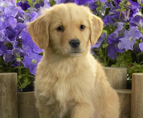 流浪狗遍体鳞伤，肛门塞满异物，护工一看火冒三丈！