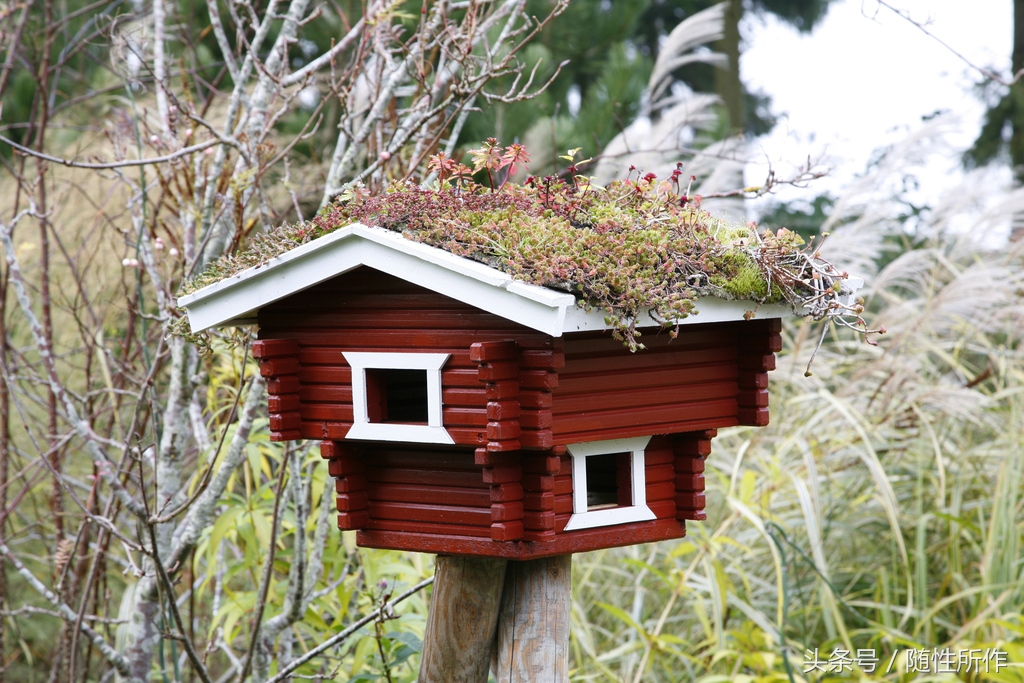养鸟清洁方法,宠物日常护理的七大步骤