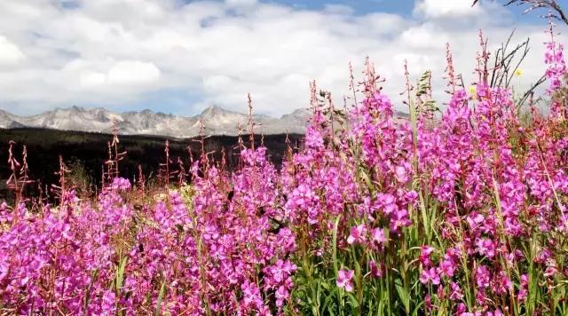 川西最美草原,川西绝美小众秘境草地