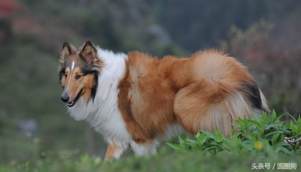世界名狗牧羊犬,苏格兰牧羊犬大型犬