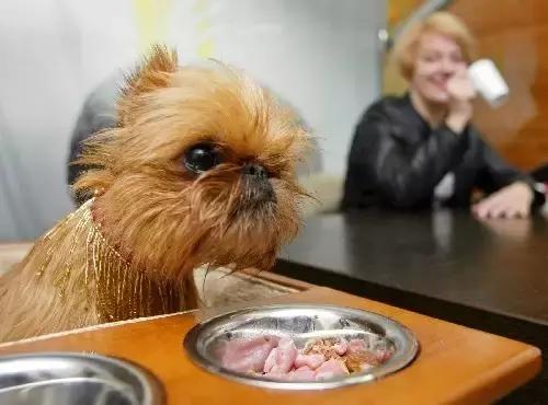 开宠物医院会血本无归吗,不做好准备不要养狗