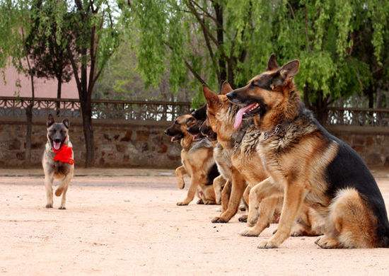 道格队长完整版,训练狗狗的29个基础动作