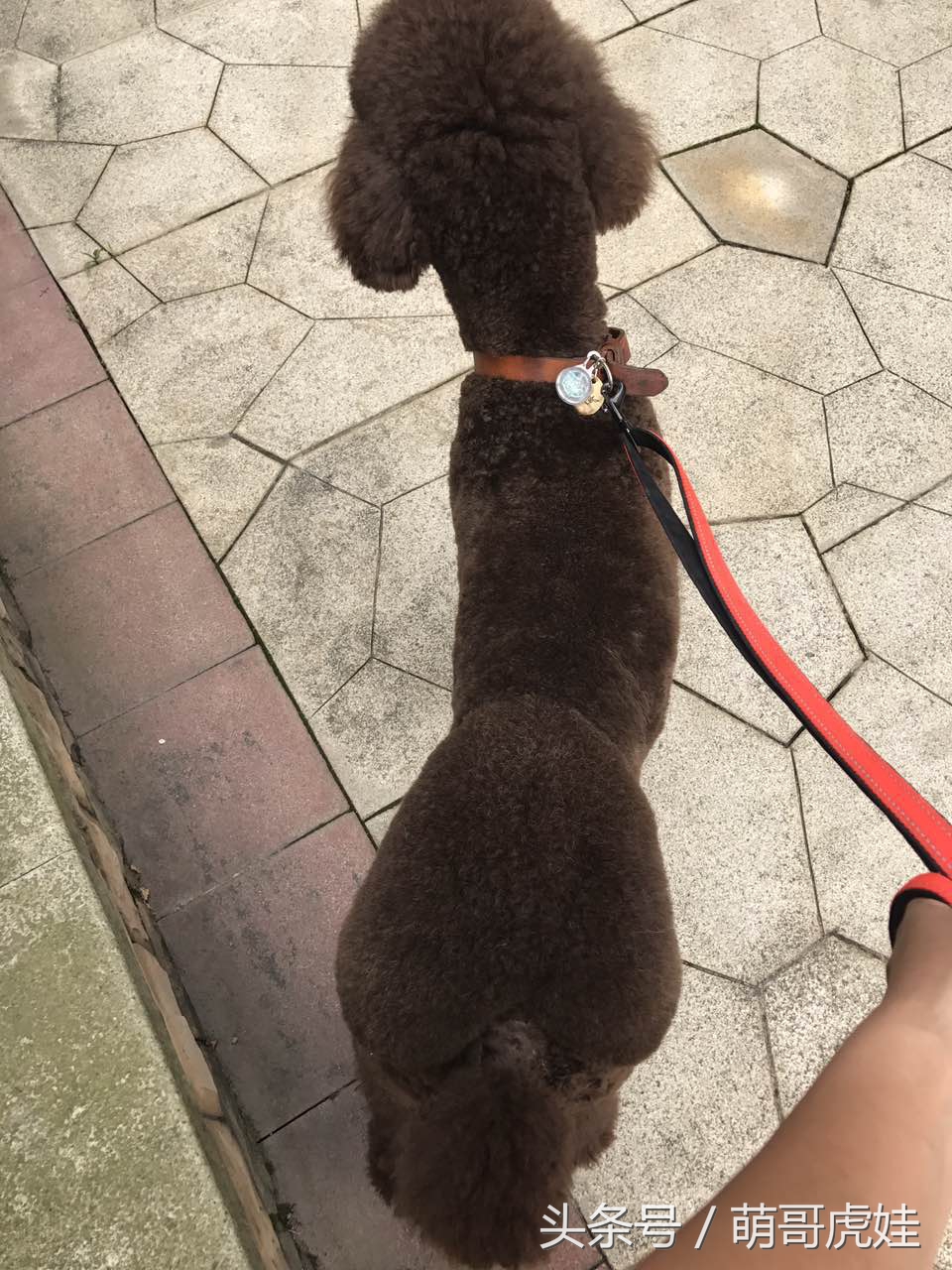 主人给大贵宾剪了个奇葩的新造型，自带屁垫儿，便便时好像穿着小裤裤