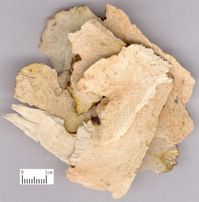 老婆饼里没老婆，龟苓膏中有没有“龟”