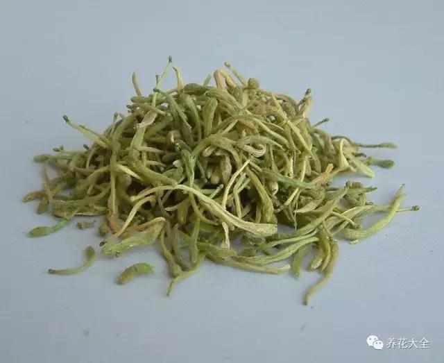 能驱虫的花,什么花养在家里可以净化空气