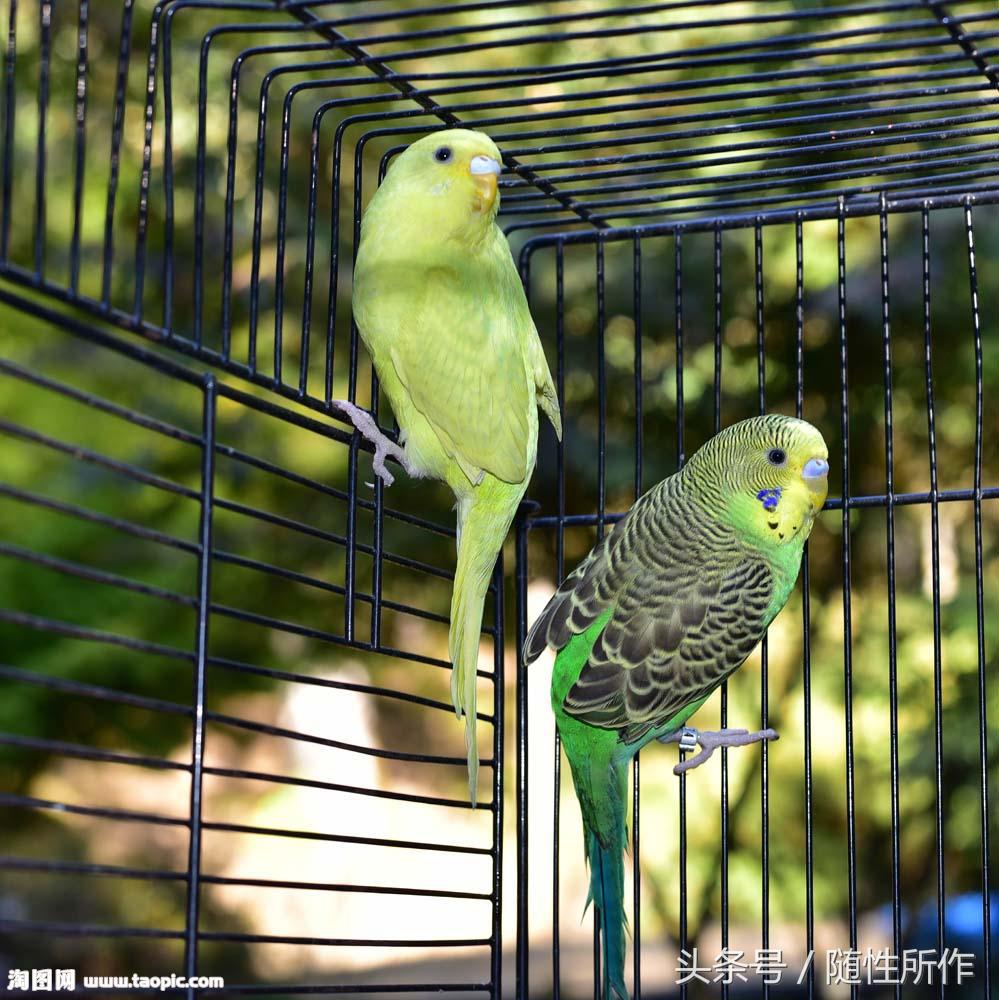 养鸟清洁方法,宠物日常护理的七大步骤