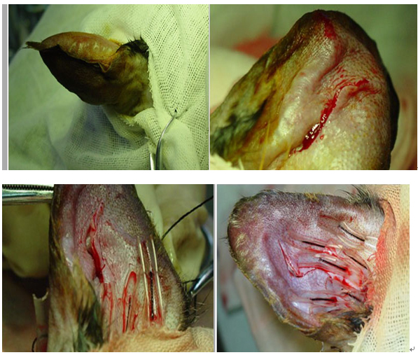 猫耳血肿怎么治疗,猫耳血肿怎么引起的