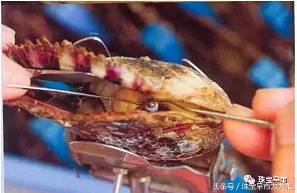 真正的野生珍珠图片,野生珍珠贵吗