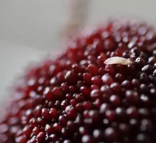 杨梅有小白虫把它用盐水泡出来,不小心吃了杨梅里的小白虫怎么办