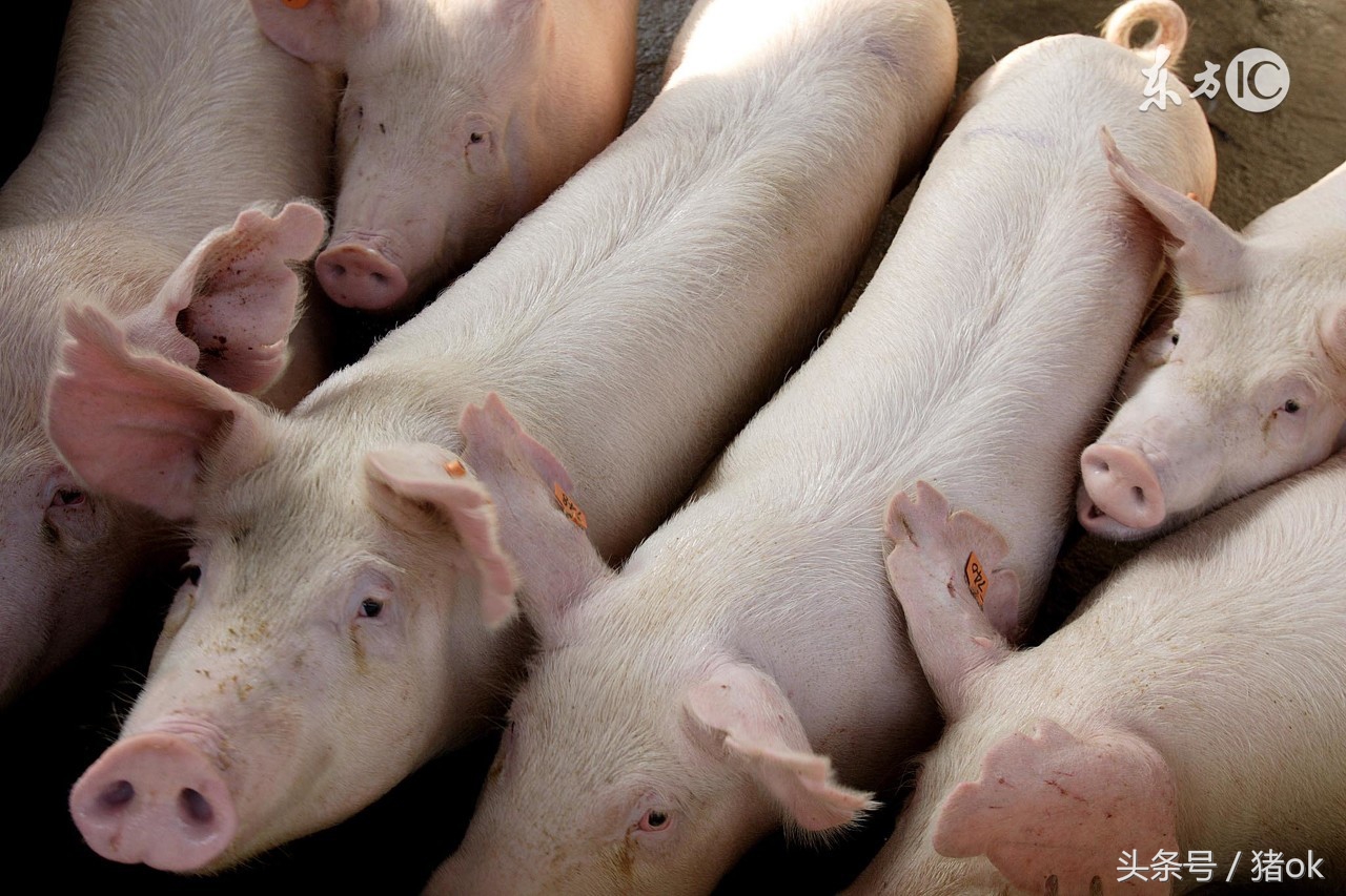 新生猪仔黄痢怎么办,新生小猪仔拉肚子