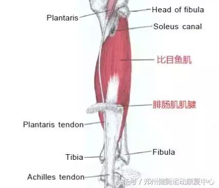 跟腱炎的治疗最好的方法,跟腱炎做什么运动恢复视频