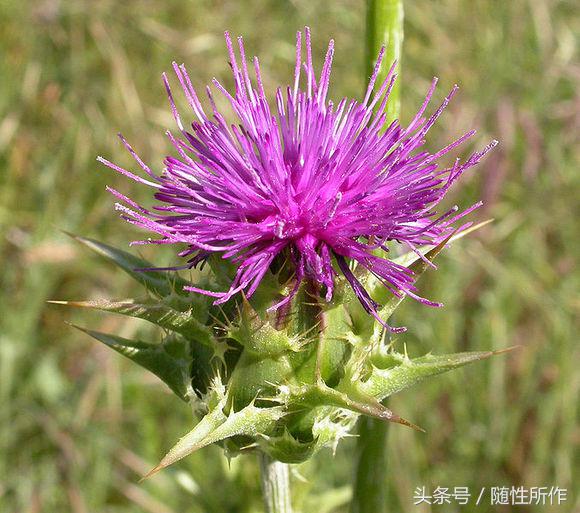 虎皮鹦鹉得肝病的症状,虎皮鹦鹉皮肤疾病怎么治疗