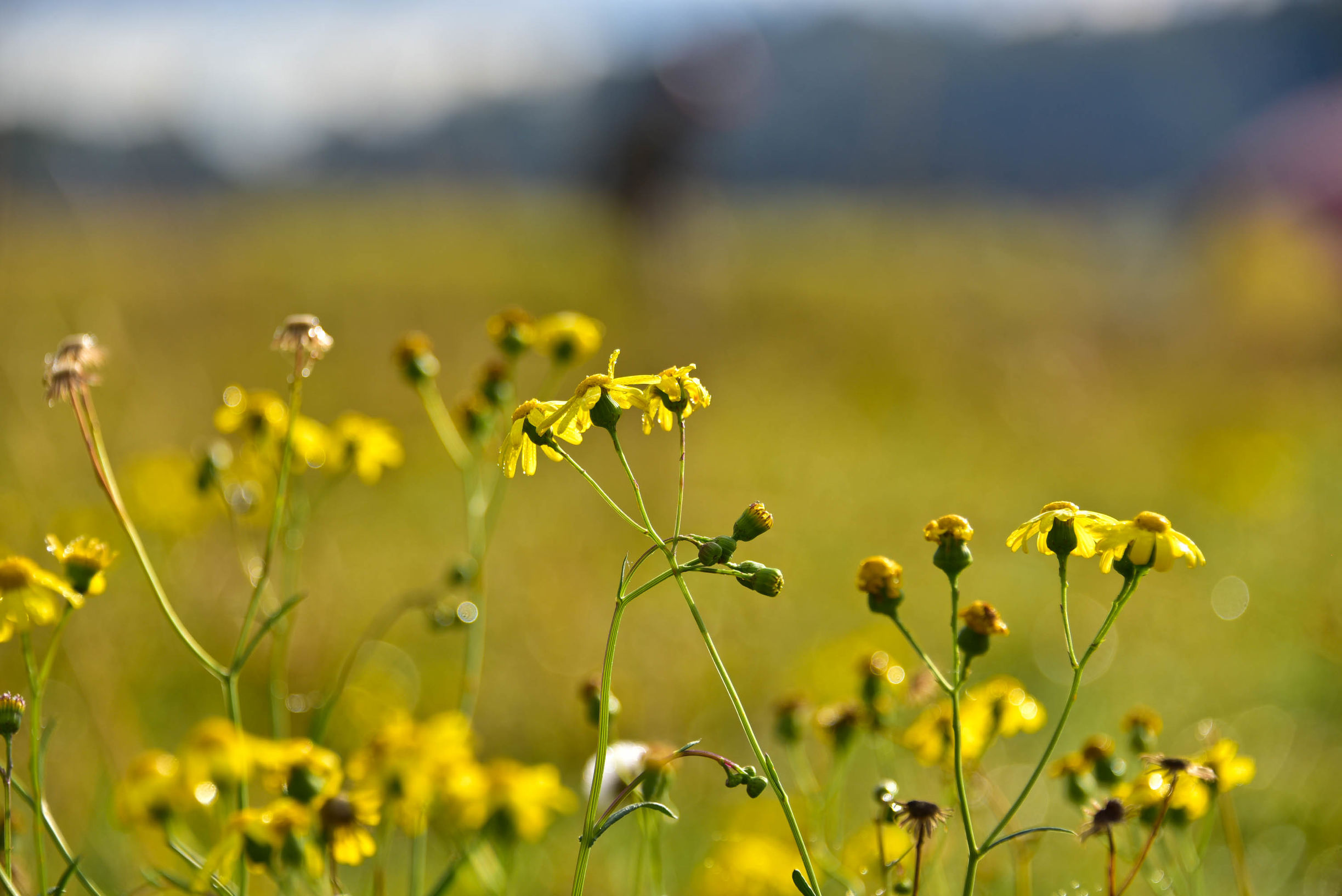 在猎人谷邂逅美酒和热气球