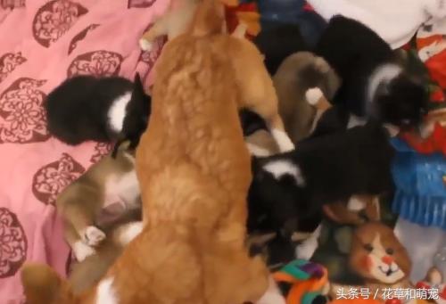 柯基狗怀孕要生了,柯基和其它狗狗生小狗