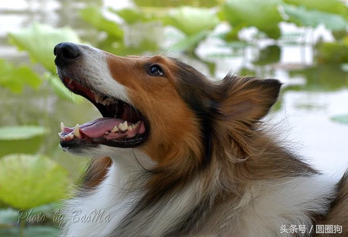 世界名狗牧羊犬,苏格兰牧羊犬大型犬