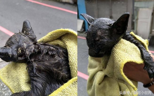 警方回应流浪猫死了被扔下水道,流浪猫两小时内突然死亡