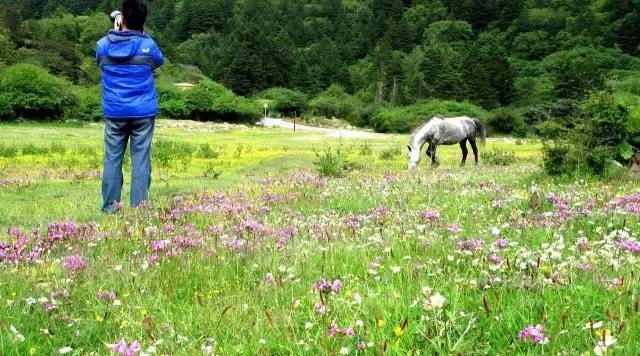 川西最美草原,川西绝美小众秘境草地