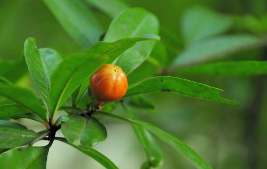 卵泡长大了不排会形成囊肿吗,卵泡长不大除了多囊还有什么原因