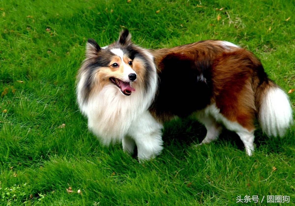 世界名狗牧羊犬,苏格兰牧羊犬大型犬