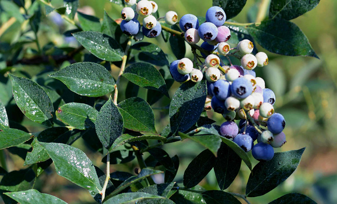 蓝莓有草味是不是坏了,蓝莓有核的是假的吗