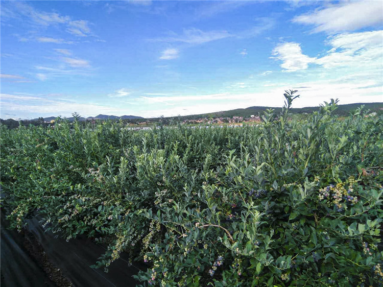 蓝莓有草味是不是坏了,蓝莓有核的是假的吗