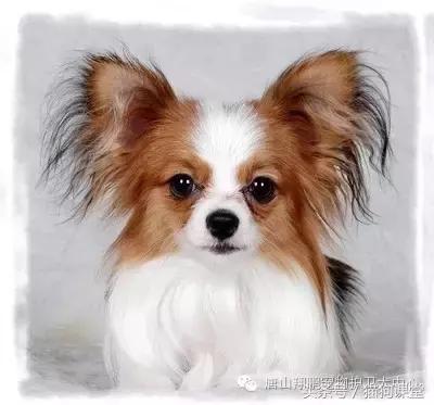 养蝴蝶犬关注哪些,养蝴蝶犬的关注事项