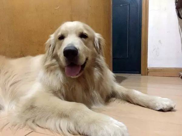 狗狗成精了有多厉害简直不敢相信,狗狗成精厉害简直不敢相信