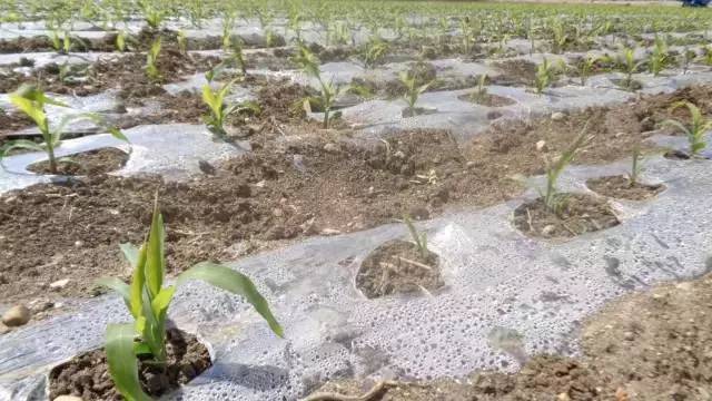 春玉米受冻害怎样补救,天气预报大豆冻害